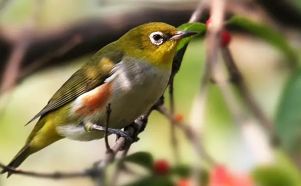 红胁绣眼鸟价格几十几百元不等一只,红胁绣眼鸟(学名:zosterops