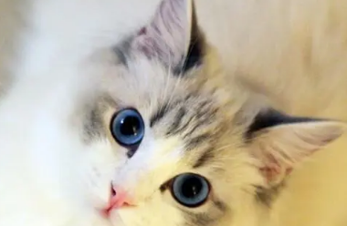 猫咪后腿无力腰椎塌下去
