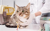 猫白细胞低的原因