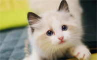 小猫的脐带可以剪吗？