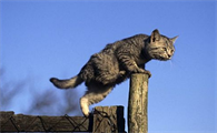 猫咪容易掉毛需要补充点什么东西