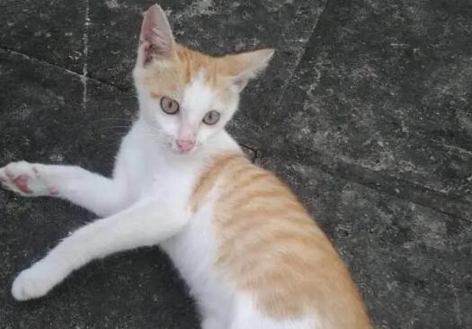 猫总是让我给它挠挠会不会是有虫子 猫总是让我给它挠挠会不会是有虫子
