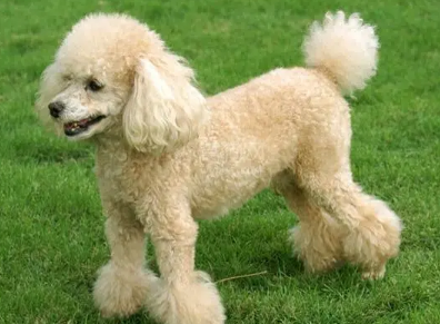 贵宾犬的掉毛程度,你们清楚吗? 贵宾犬的掉毛程度,你们清楚吗?