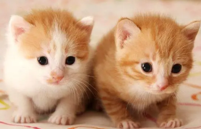 公猫和母猫的区别 公猫和母猫的区别