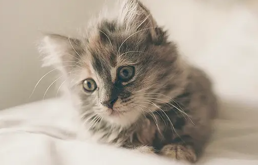 猫疝气的症状表现有哪些