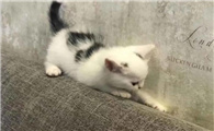 驱猫最有效的方法