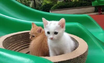 猫的呼吸频率很快是什原因