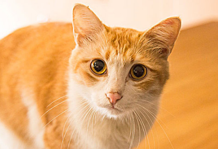 猫眼球有红血丝正常吗怎么回事