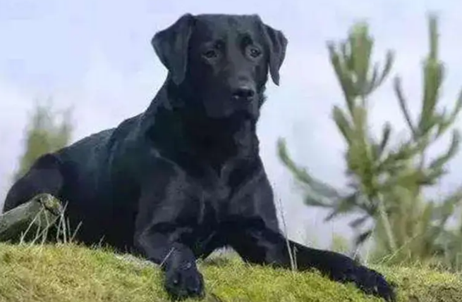 五黑犬产地