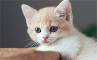 猫咪眼屎多褐色分泌物怎么回事
