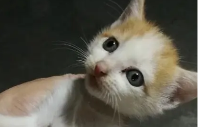 幼猫身上有虱子怎么办