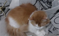 治猫拉稀的特效药