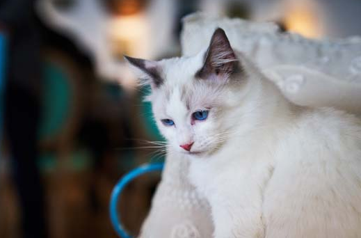 雪鞋猫和布偶猫长的如此之像，它们有什么区别吗？