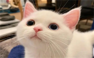 猫乳腺炎硬块怎么消除