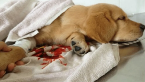 狗狗配完回血可以止血吗