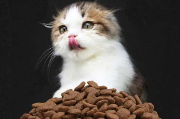 adirondack猫粮成分有哪些