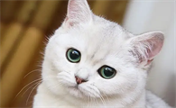 猫咪眼角掉毛一块秃了怎么办呢