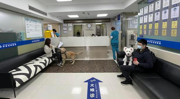 独家调查｜萌宠商业秘密：猫一生或消费20万，宠物医疗、保险、殡葬向人类看齐