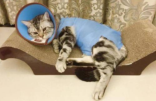 猫癣一碰就会传染吗