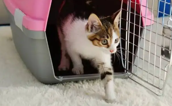 猫可以带上火车吗