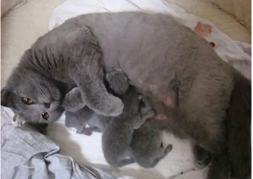 猫怀孕了也会孕吐吗 猫怀孕了也会孕吐吗