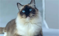 暹罗猫和布偶猫的区别在这里!