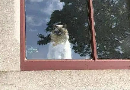 “救命！我被邻居家的猫偷窥了！”
