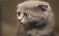 猫吃了皮筋自己能拉出来吗