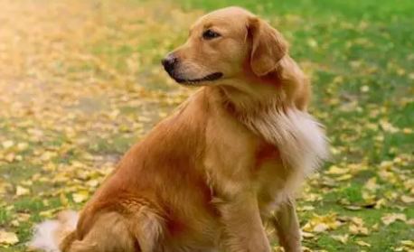金毛犬狗狗掉毛严重怎么办