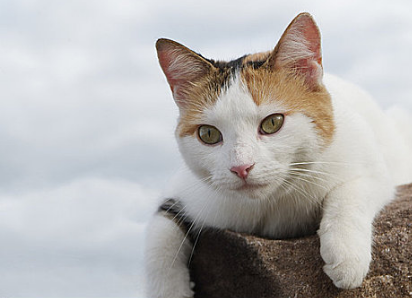 猫咪需要每年都打疫苗吗 猫咪需要每年都打疫苗吗