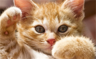 猫咪拉血便怎么回事
