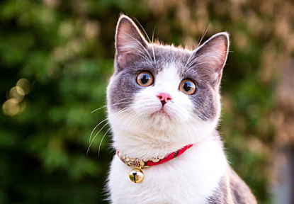 猫怀孕快生的症状有哪些