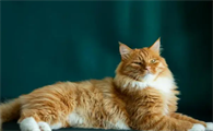 猫咪拉肚子还呕吐是怎么回事