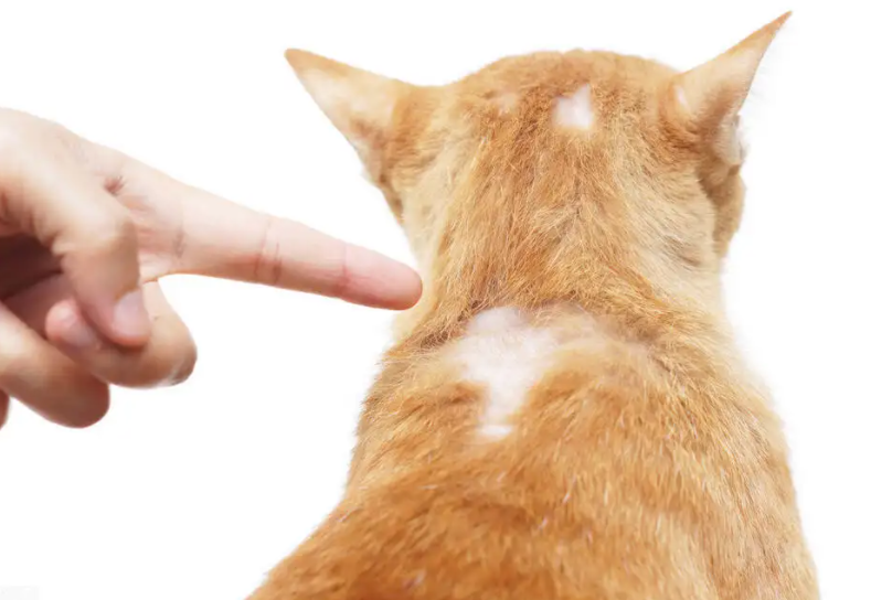 猫猫一块一块掉毛是怎么回事