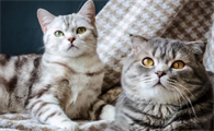 怎么分辨公猫母猫