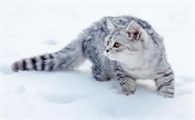 母猫发情持续多久