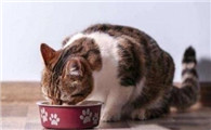 猫吃了鸡骨头几天会拉出来吗