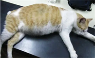 猫怀孕会吐吗?
