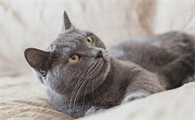 猫咪肠胃炎怎么治