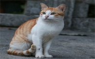 小猫一共要打几次疫苗针