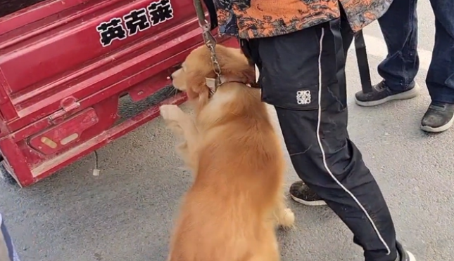 480块被卖给狗贩的金毛,虽挣脱了绳索,但还是被主人带到狗贩那 480块被卖给狗贩的金毛,虽挣脱了绳索,但还是被主人带到狗贩那