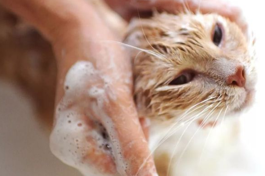 “养猫10年，只给猫咪洗过一次澡”：猫咪一生不洗澡可以吗？