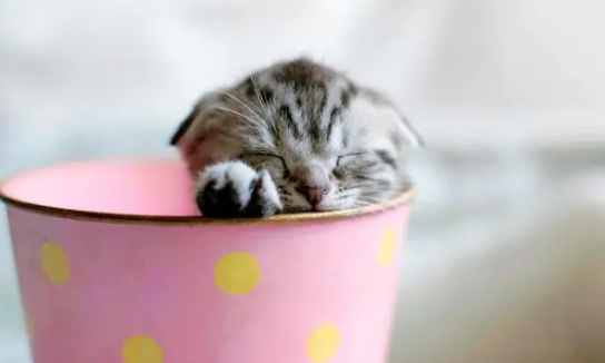从不出门的猫会得猫传腹吗？