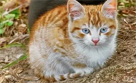 猫身上的跳蚤怎么彻底消灭