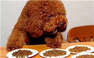 狗狗拉稀吃什么药好得快一点