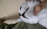 猫咪黑下巴怎么治