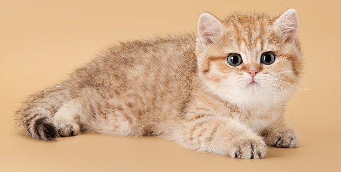 猫流哈喇子是怎么回事?