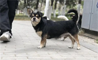 狗吃了驱虫药多久拉虫子