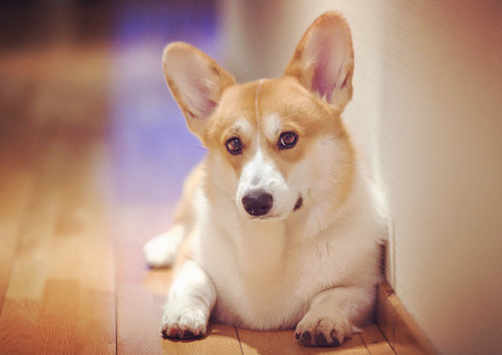 狗狗几个月打针