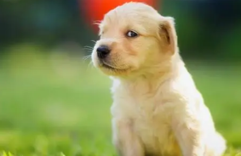 狗狗犬瘟在家怎么治疗需要买什么药吃
